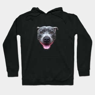 Pit Bull Staffordshire Bull Terrier Blue Staffy Hoodie